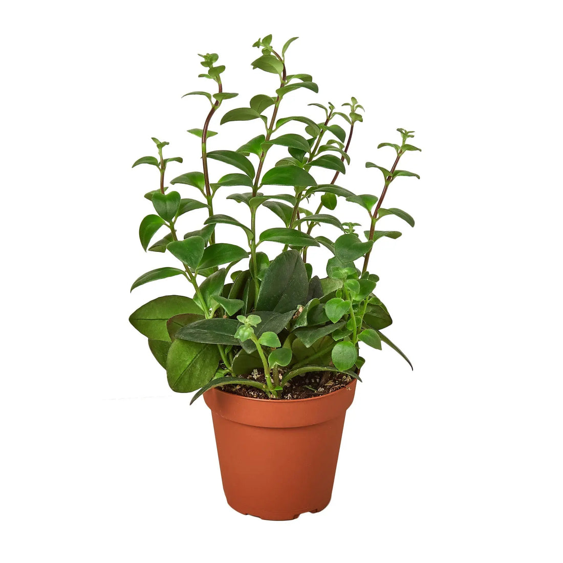 Lipstick Plant - Hive Plants -