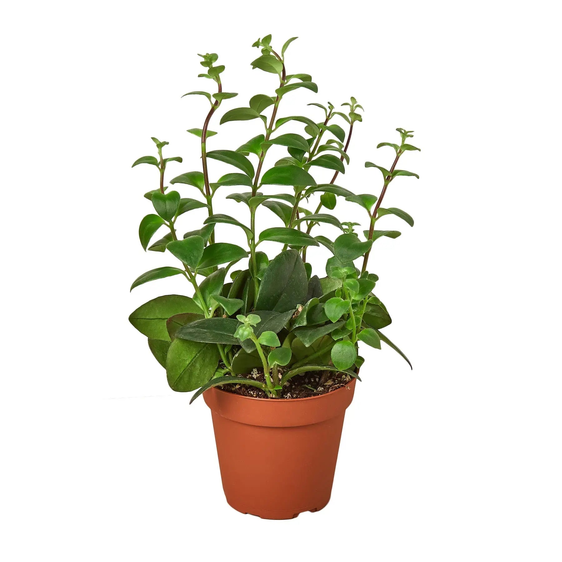 Lipstick Plant - Hive Plants -