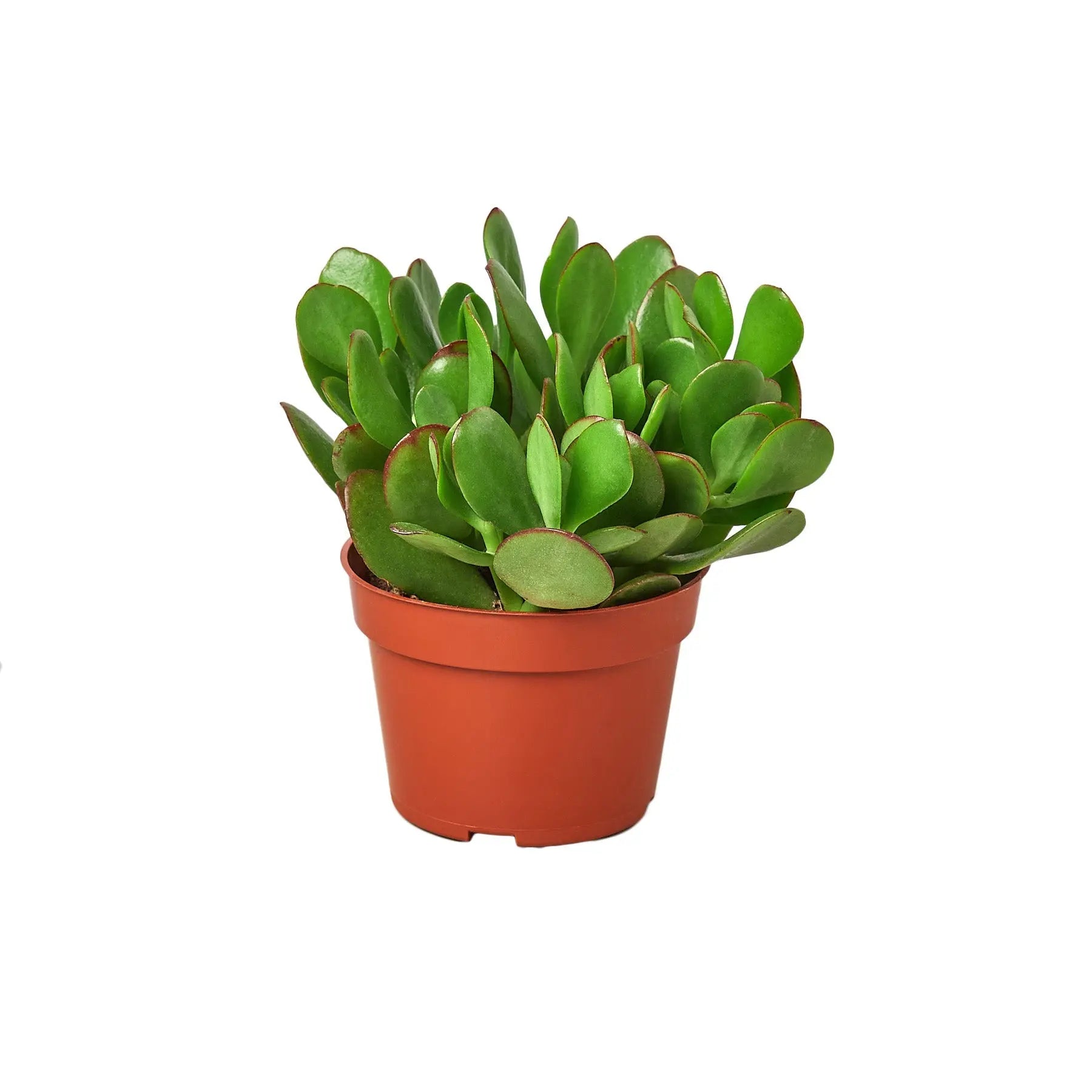 Jade Succulent - Hive Plants -