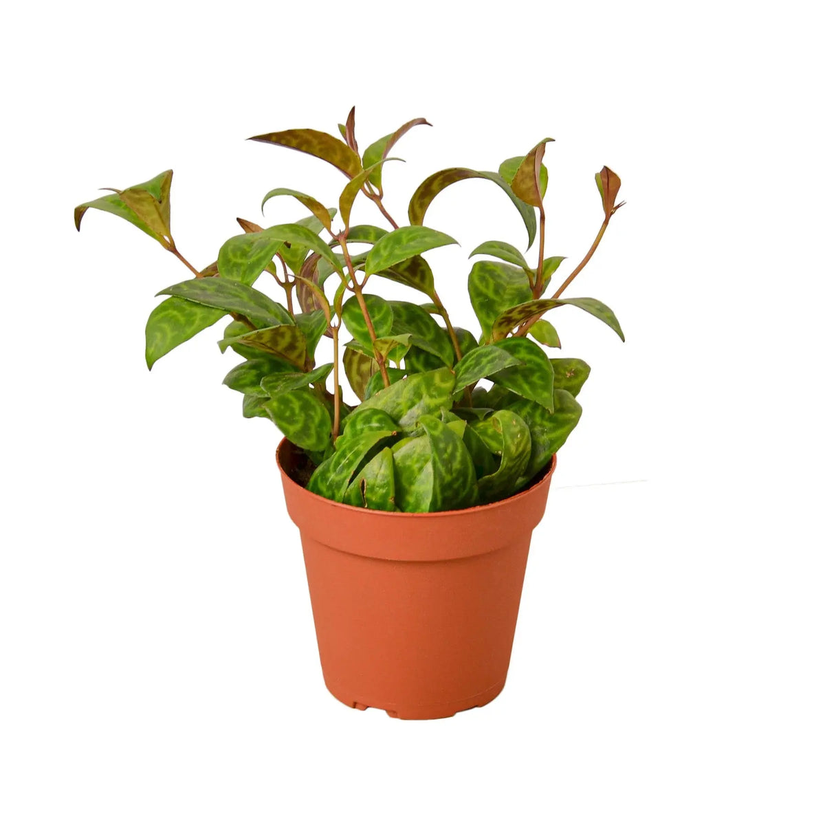 Lipstick Black Pagoda - Hive Plants -