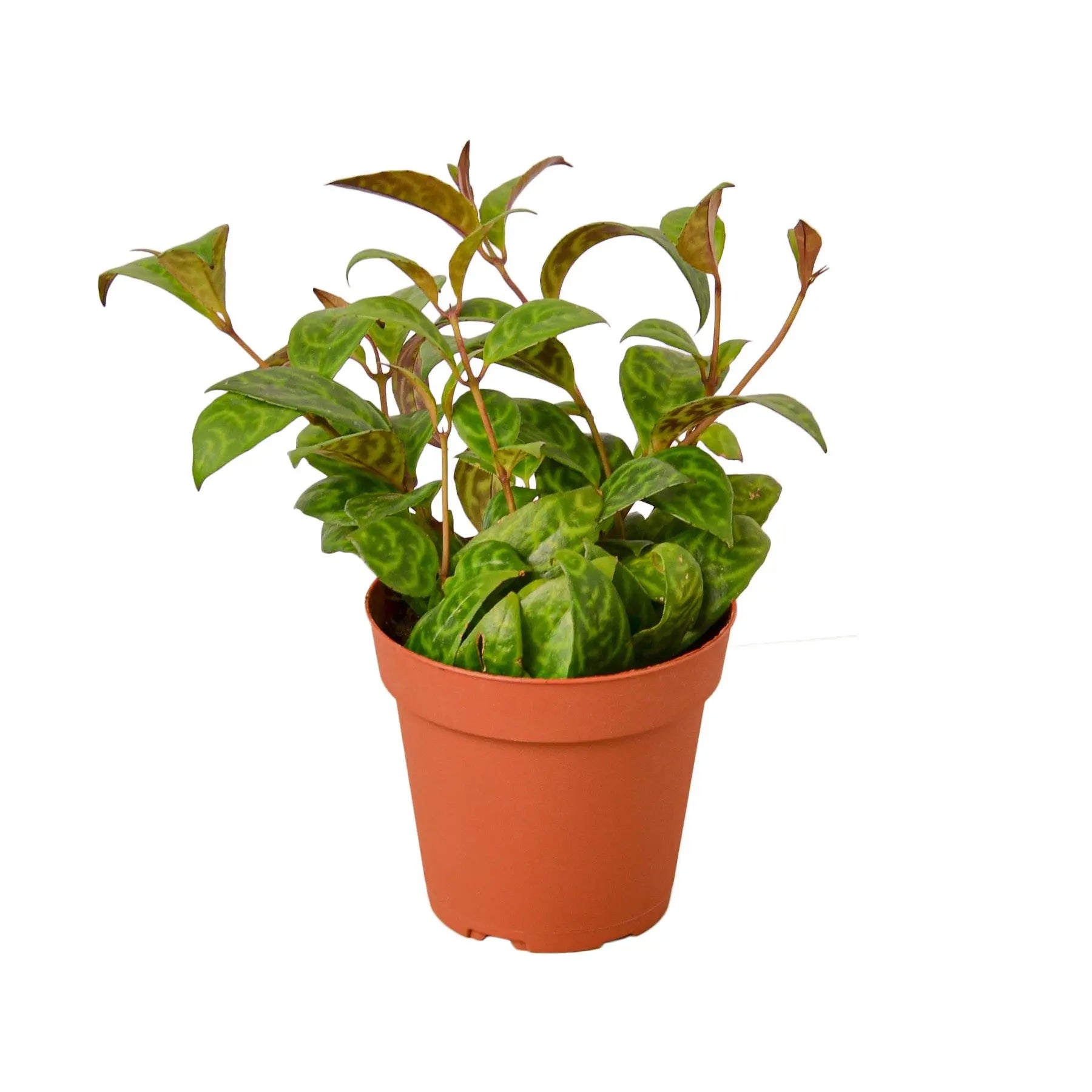 Lipstick Black Pagoda - Hive Plants -