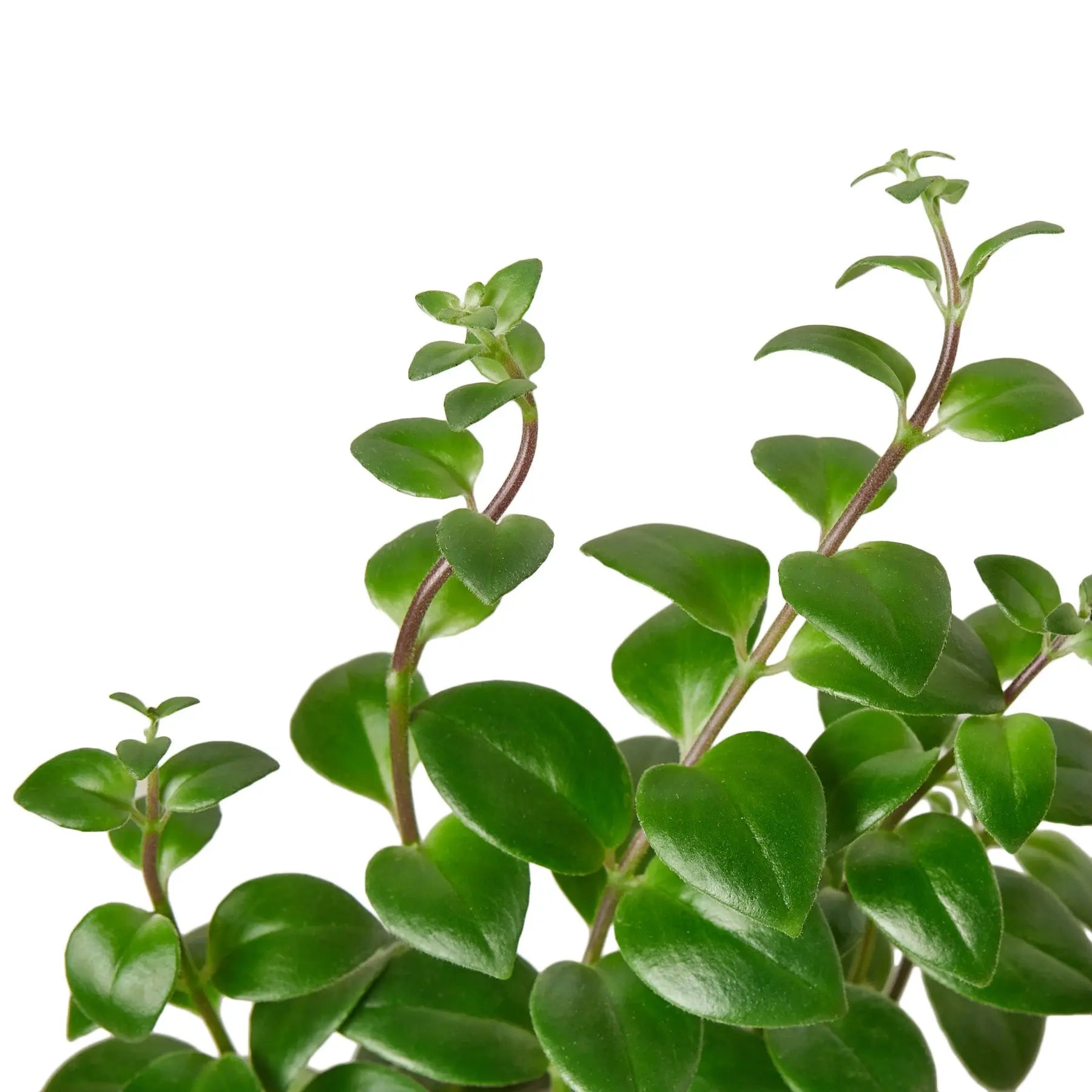 Lipstick Plant - Hive Plants -