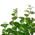 Lipstick Plant - Hive Plants -