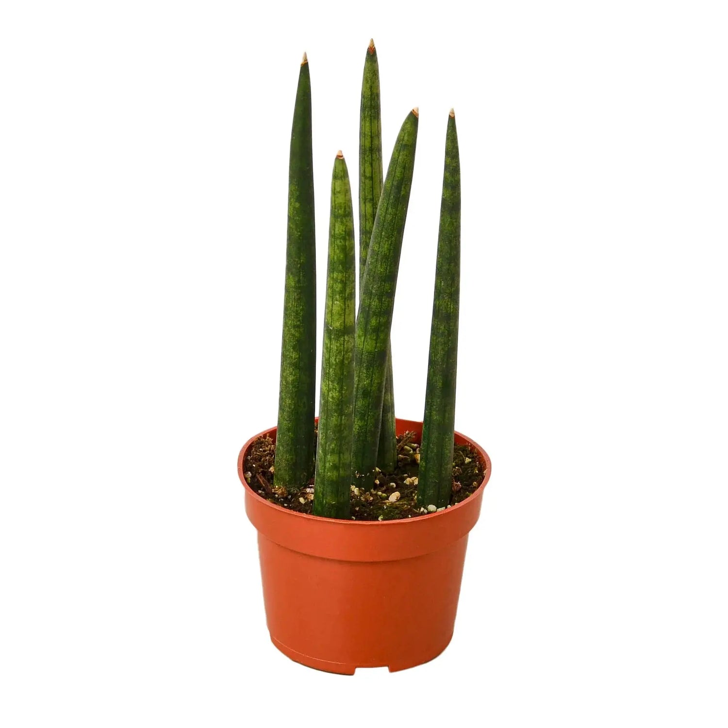 Snake Plant &