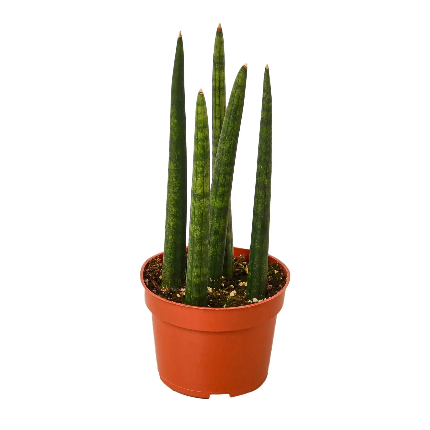 Snake Plant &