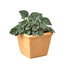 Pre-Potted Subscription Box - Hive Plants -