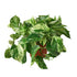 Pothos &
