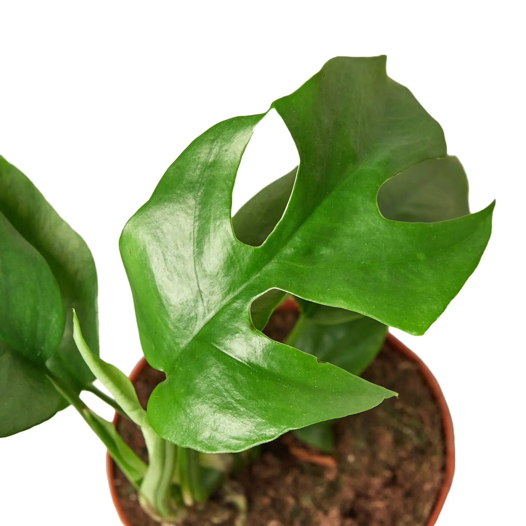 Mini Monstera &