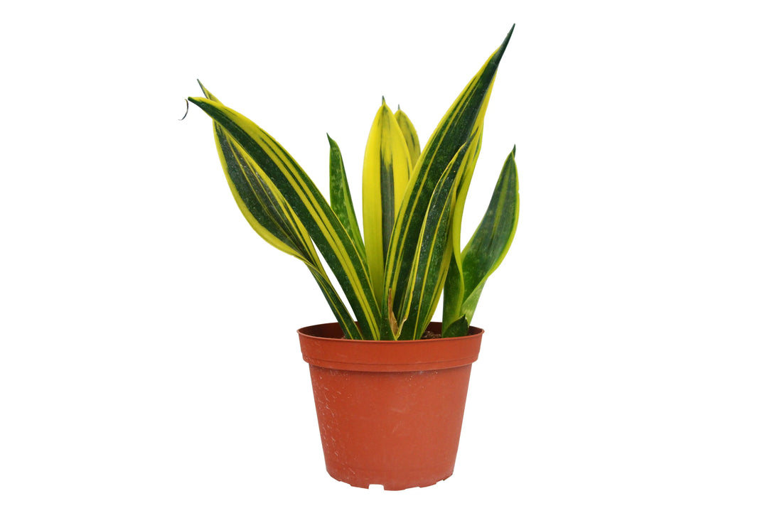 Snake Plant &