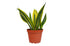 Snake Plant &