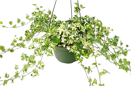 English Ivy &