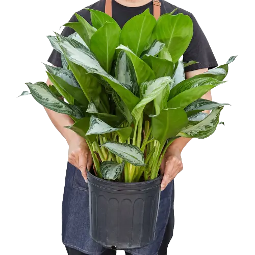 Chinese Evergreen &
