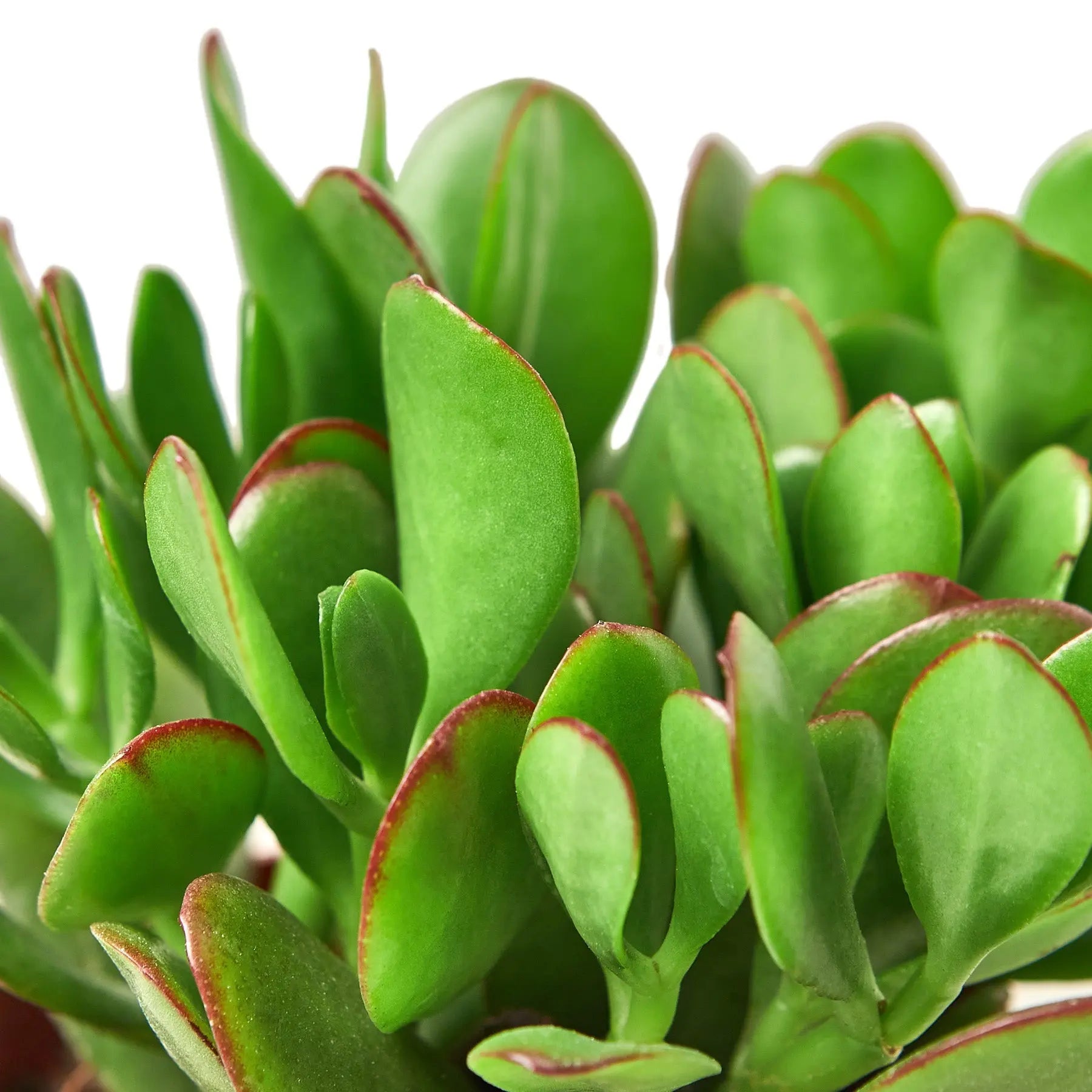 Jade Succulent - Hive Plants -