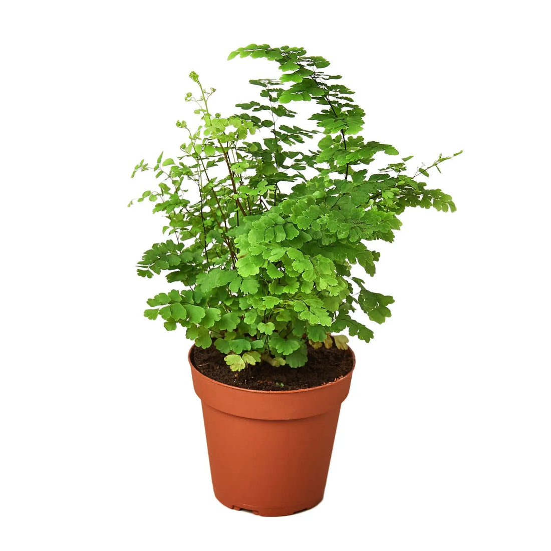 Maidenhair Fern - Hive Plants -