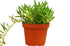 Senecio Succulent &