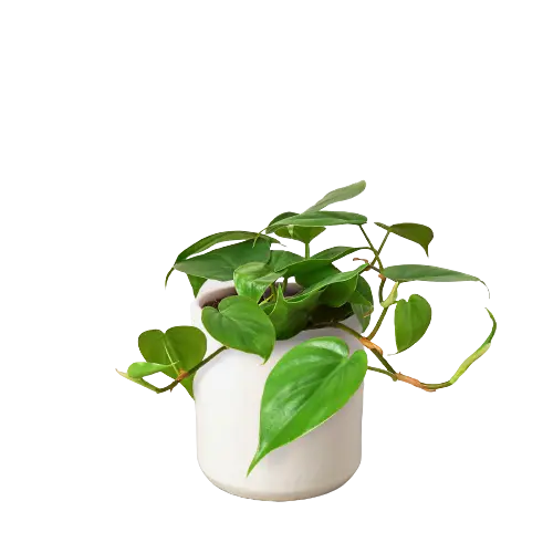 Philodendron &