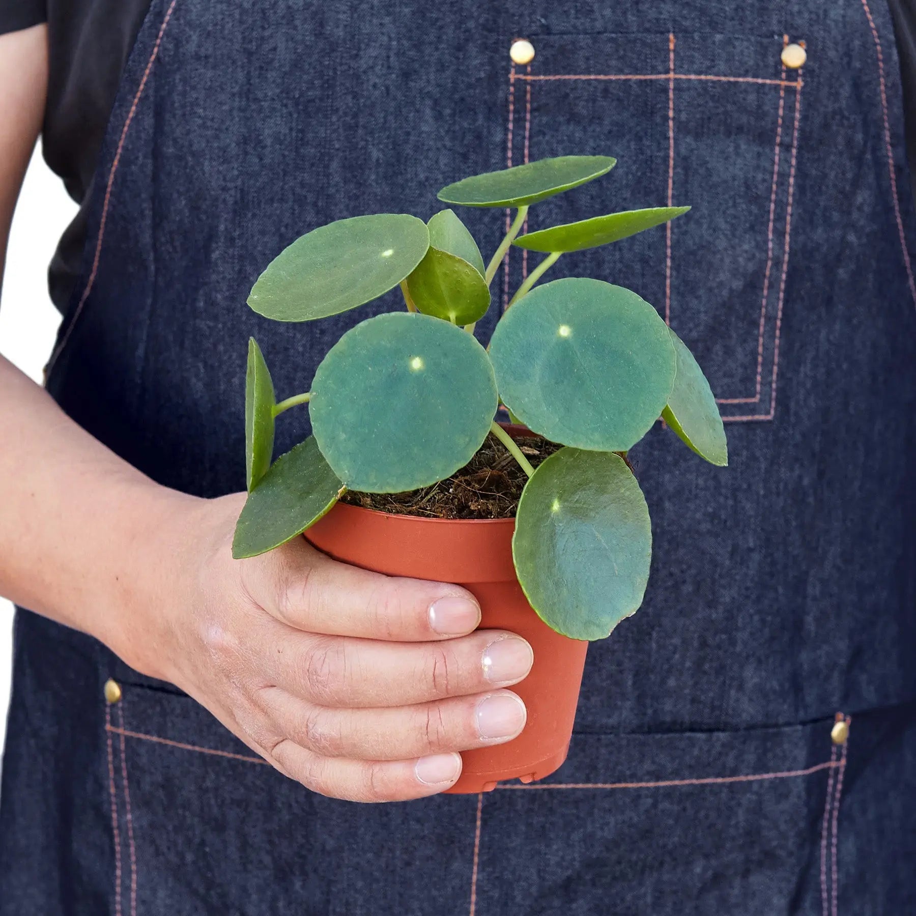 Pilea Peperomioides &