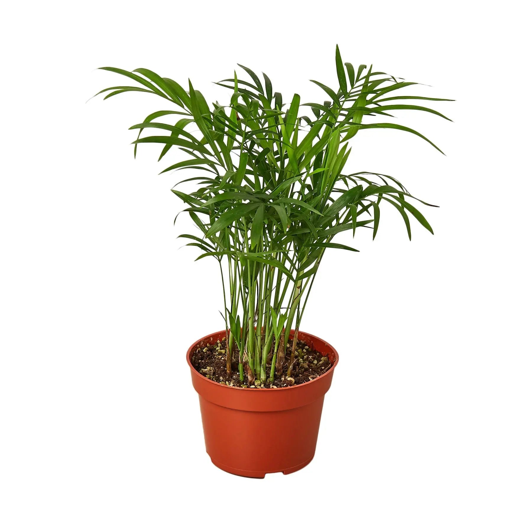 Parlor Palm - Hive Plants - Indoor & Outdoor Plants