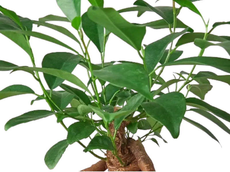Ficus Ginseng - Hive Plants - Indoor & Outdoor Plants