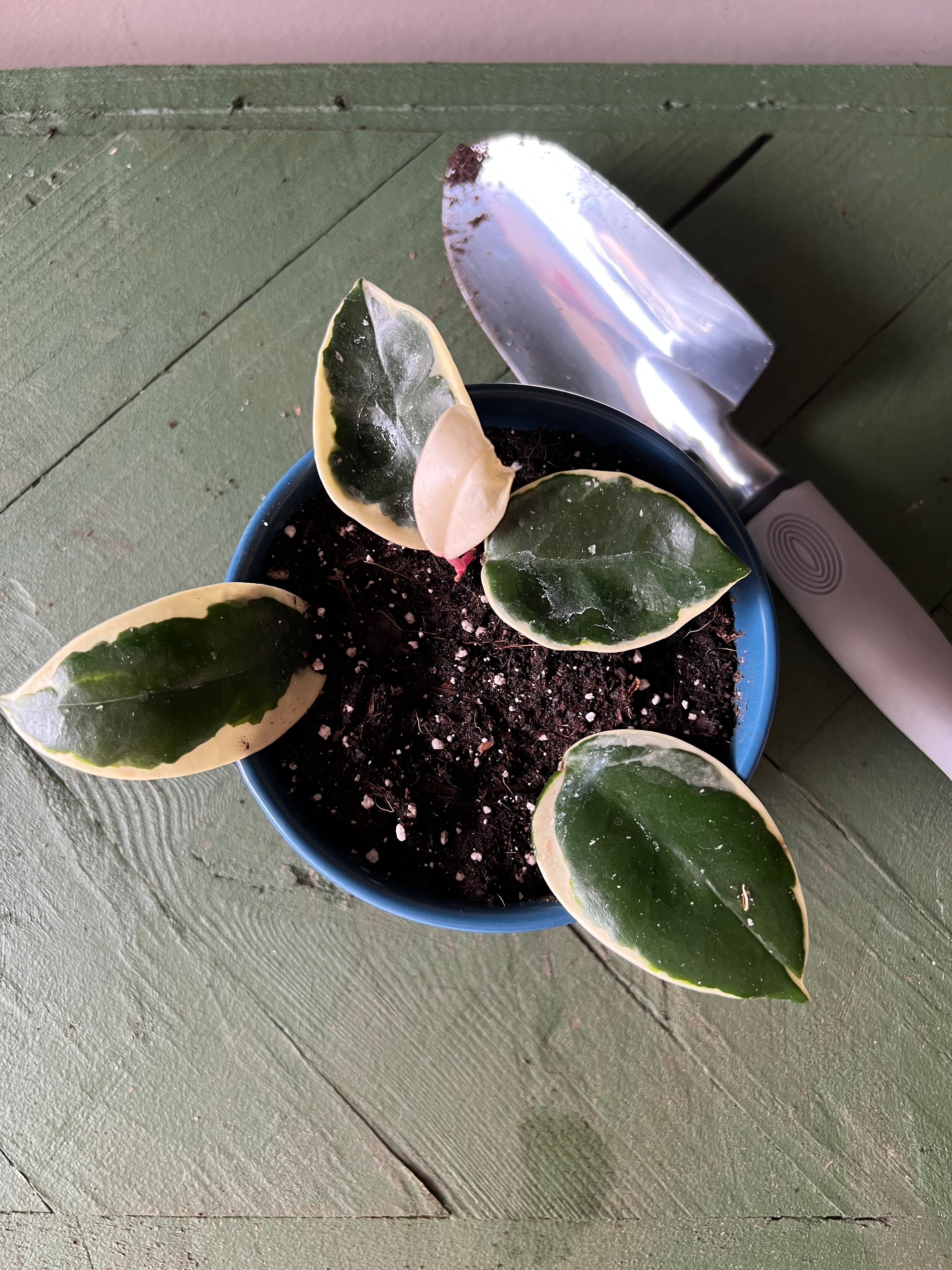 Hoya Tri-Color - Hive Plants -