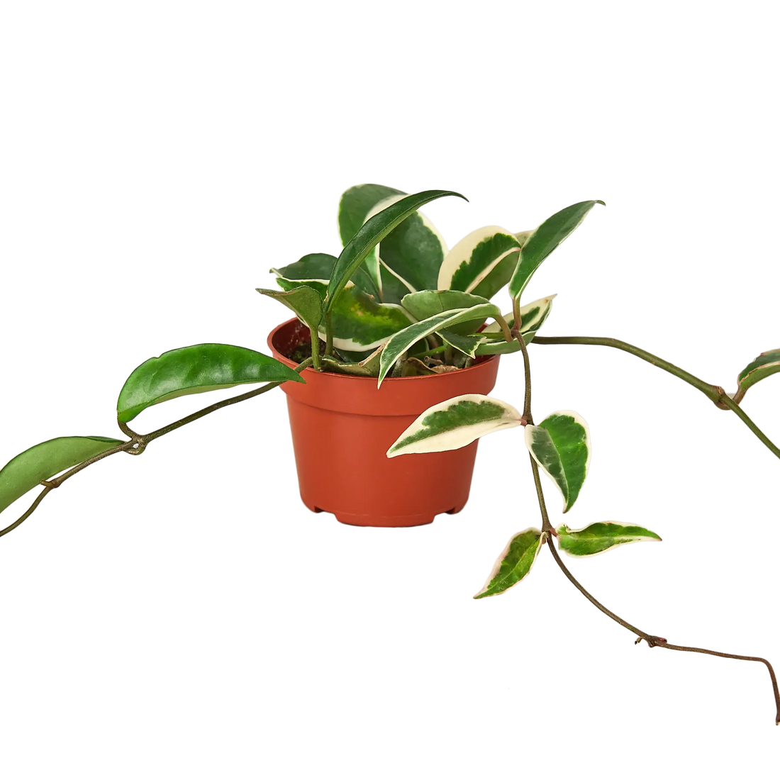 Hoya Tri-Color - Hive Plants -