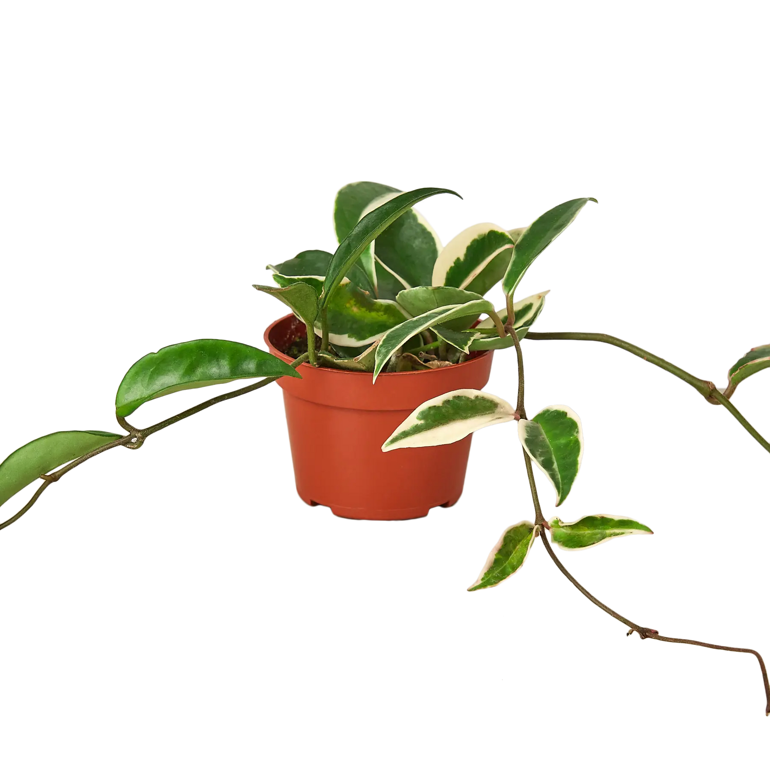 Hoya Tri-Color - Hive Plants -