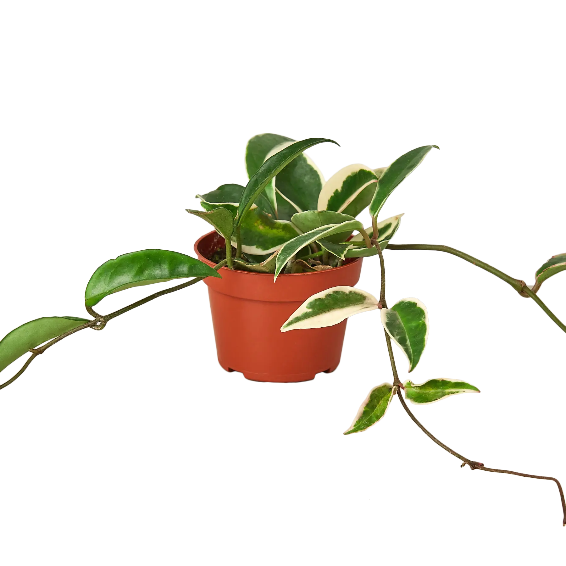 Hoya Tri-Color - Hive Plants -