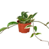 Hoya Tri-Color - Hive Plants -