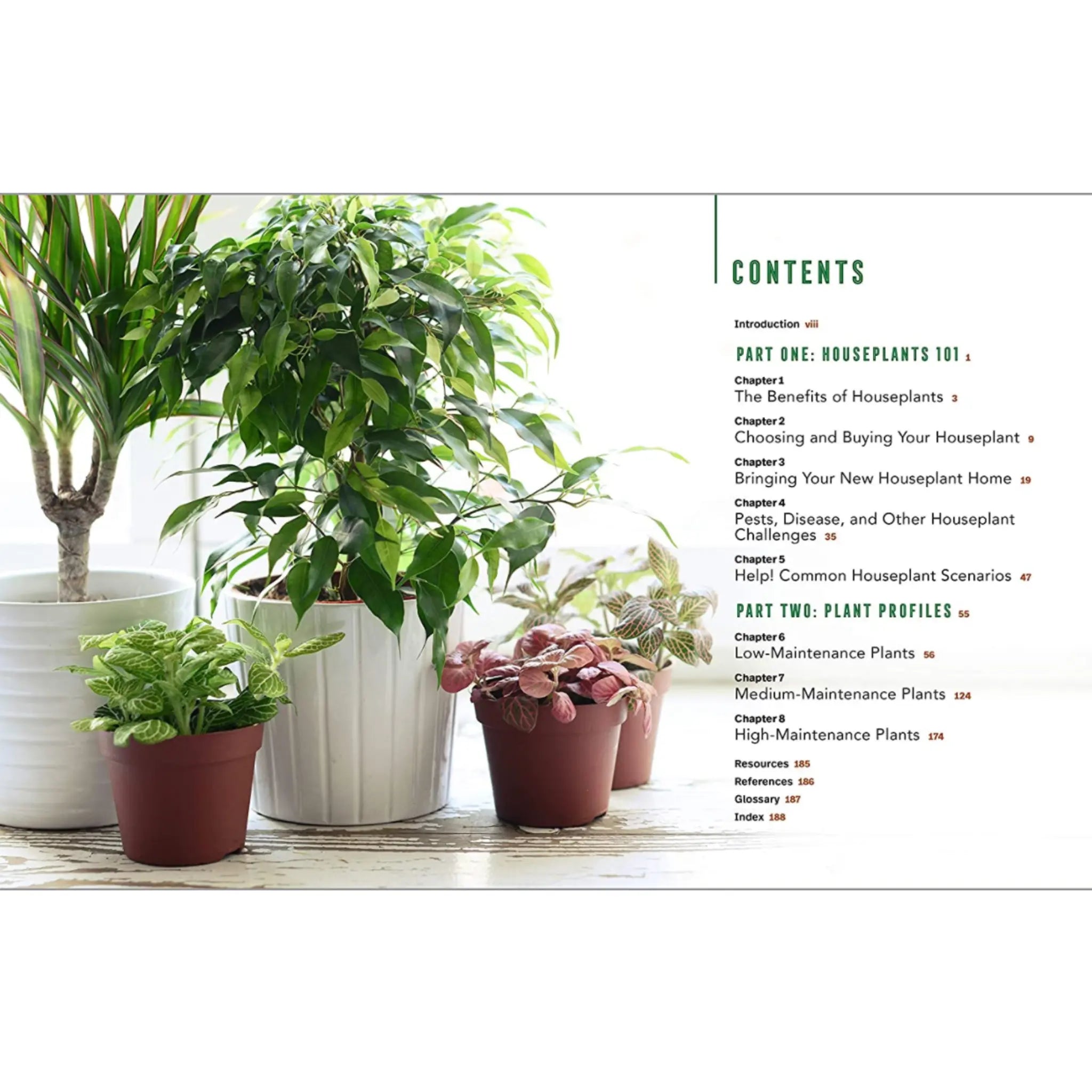 Houseplants for Beginners: A Practical Guide to Choosing, Growing, and Helping Your Plants Thrive - Hive Plants -