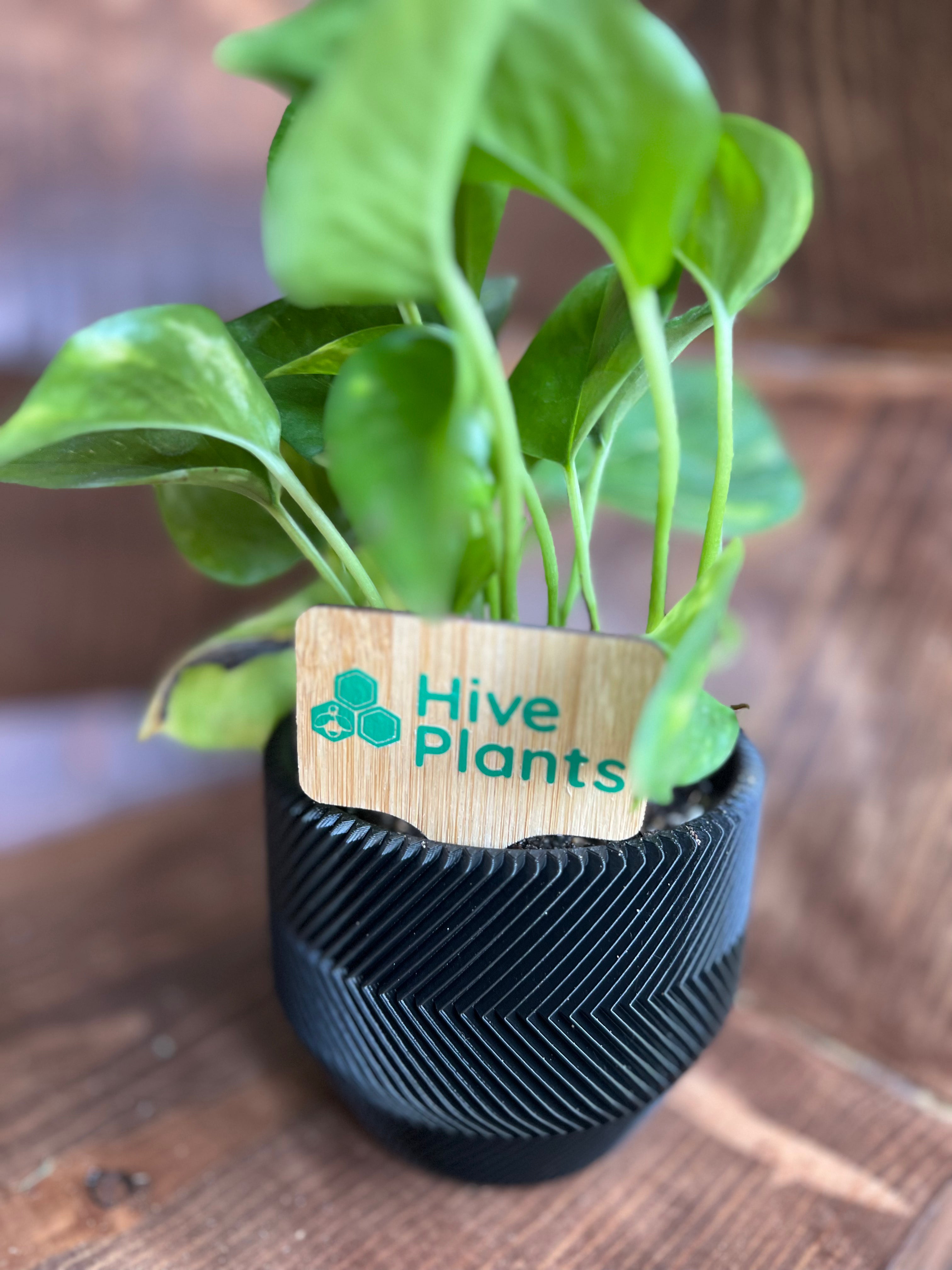 3D Printed Zig Zag Pot - Hive Plants -