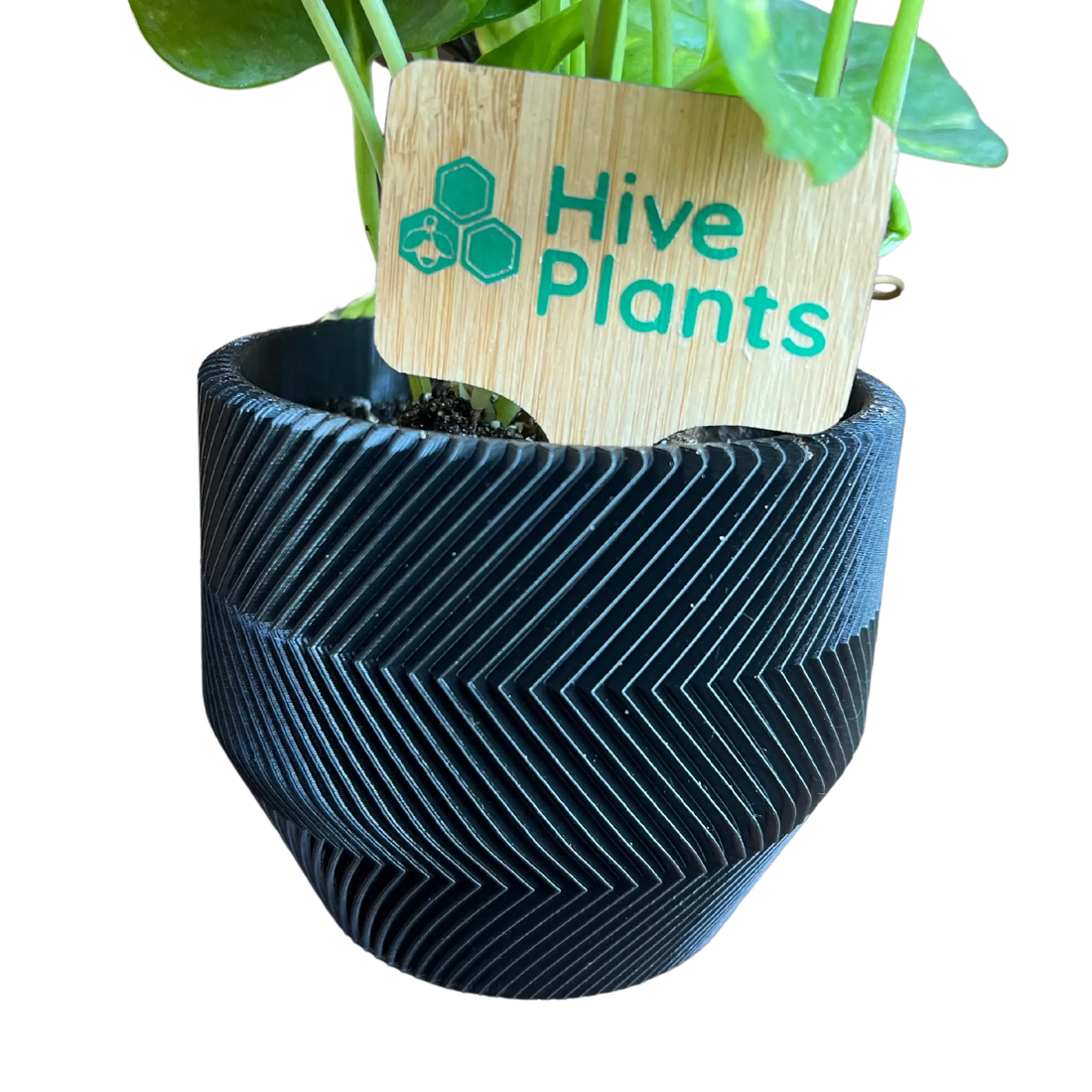 3D Printed Zig Zag Pot - Hive Plants -