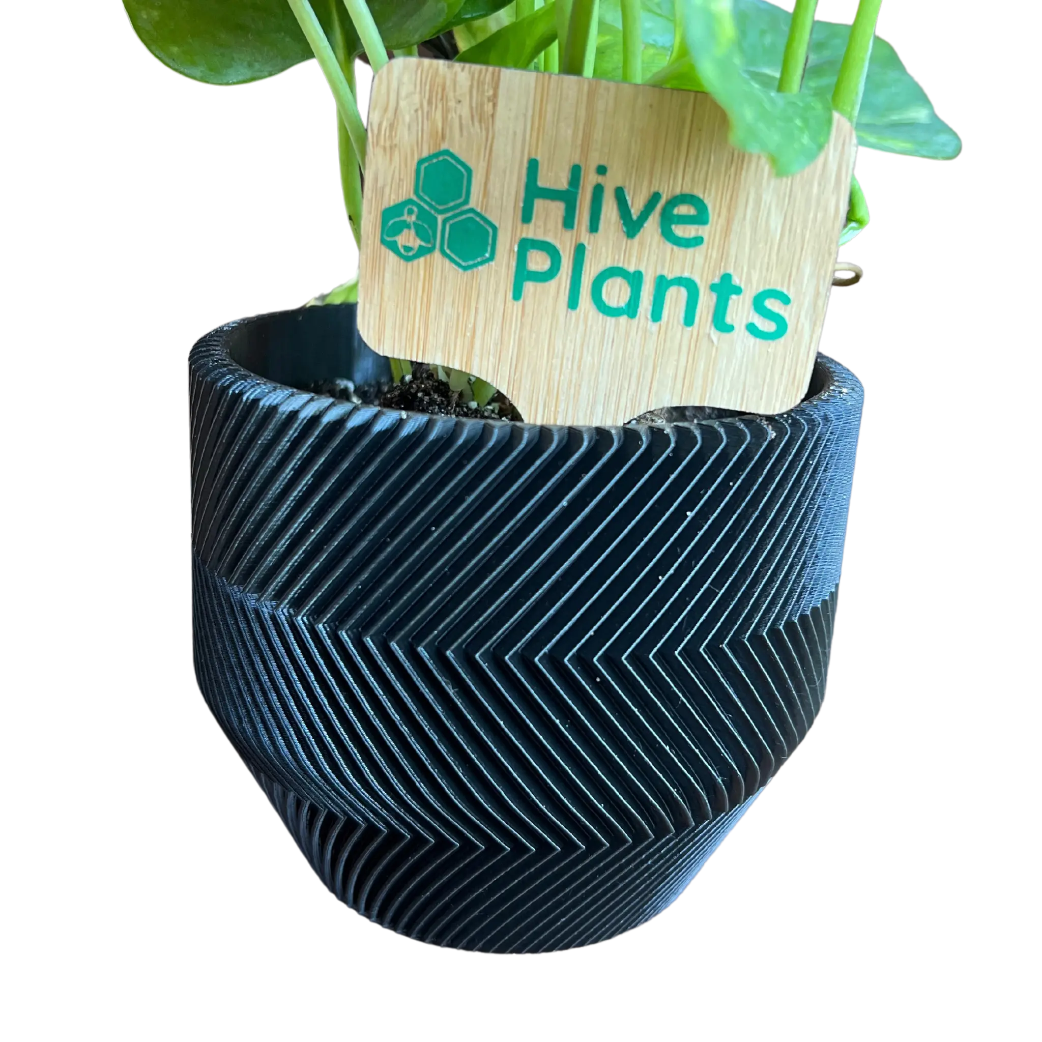 3D Printed Zig Zag Pot - Hive Plants -