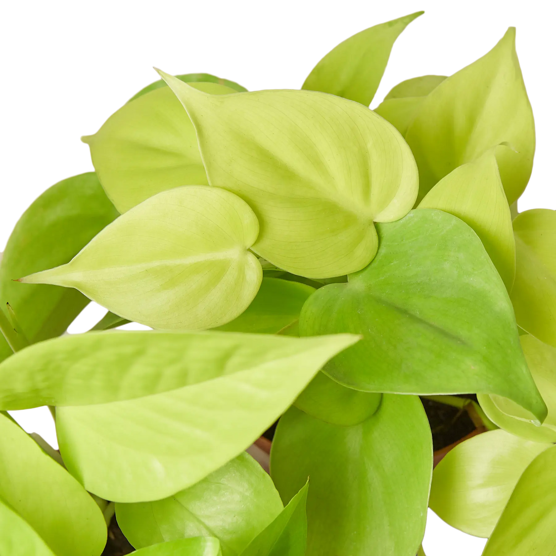 Pothos &