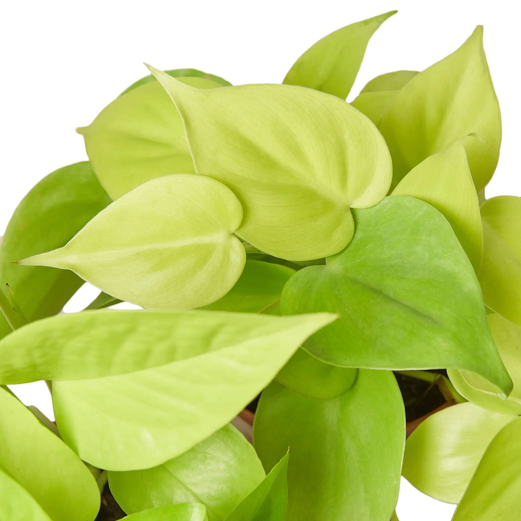 Pothos &
