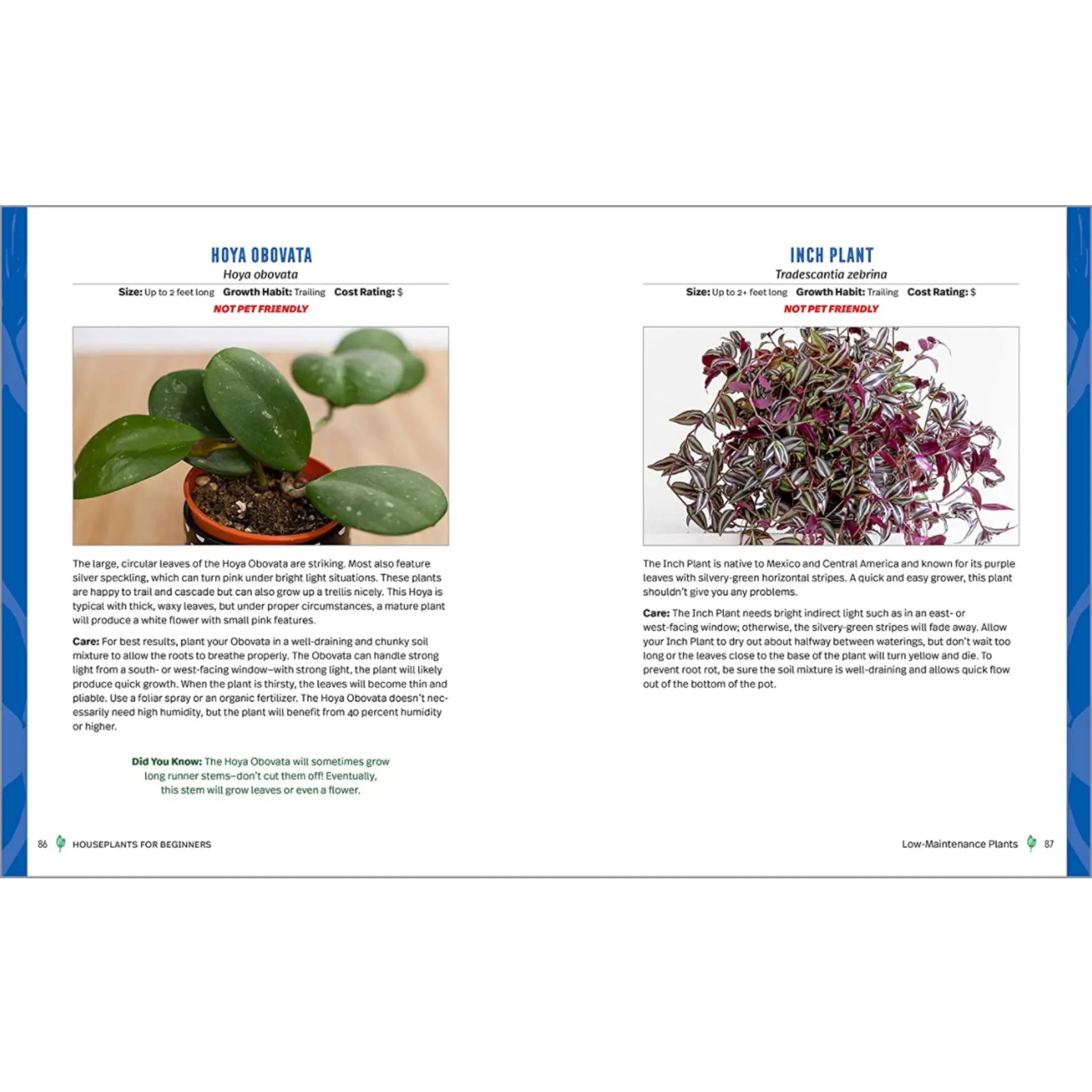 Houseplants for Beginners: A Practical Guide to Choosing, Growing, and Helping Your Plants Thrive - Hive Plants -