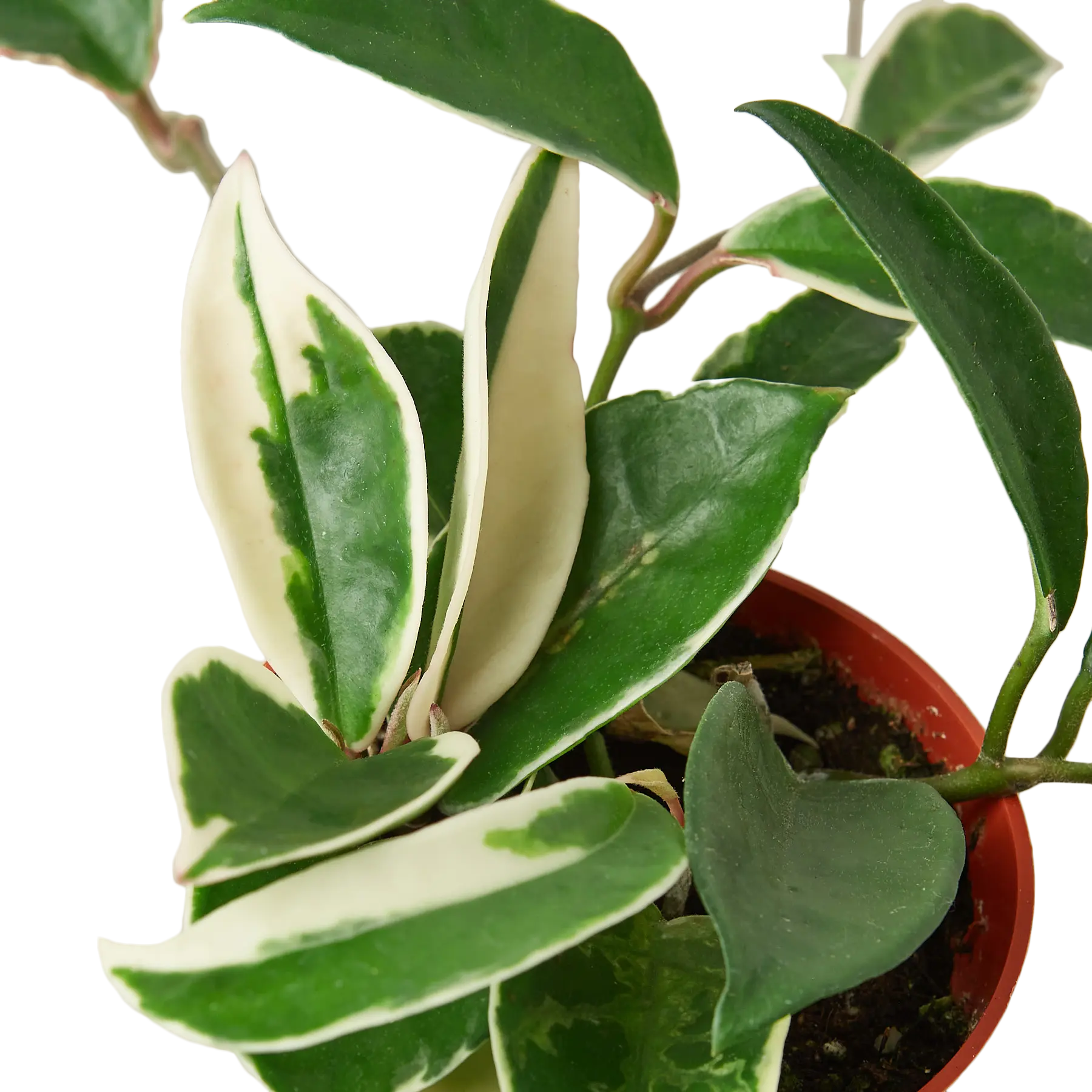 Hoya Tri-Color - Hive Plants -