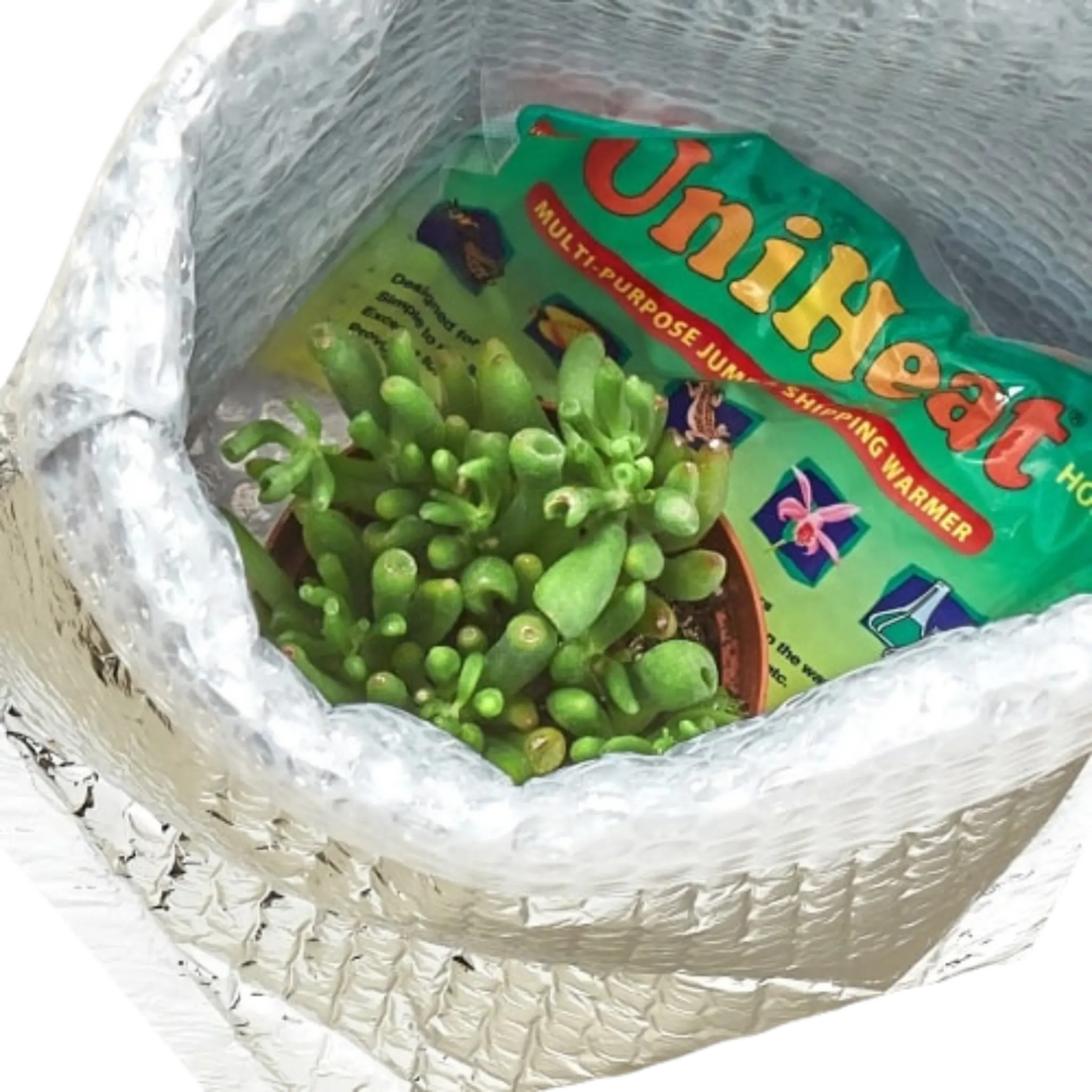 Winter Plant Shipping Protection - Hive Plants -