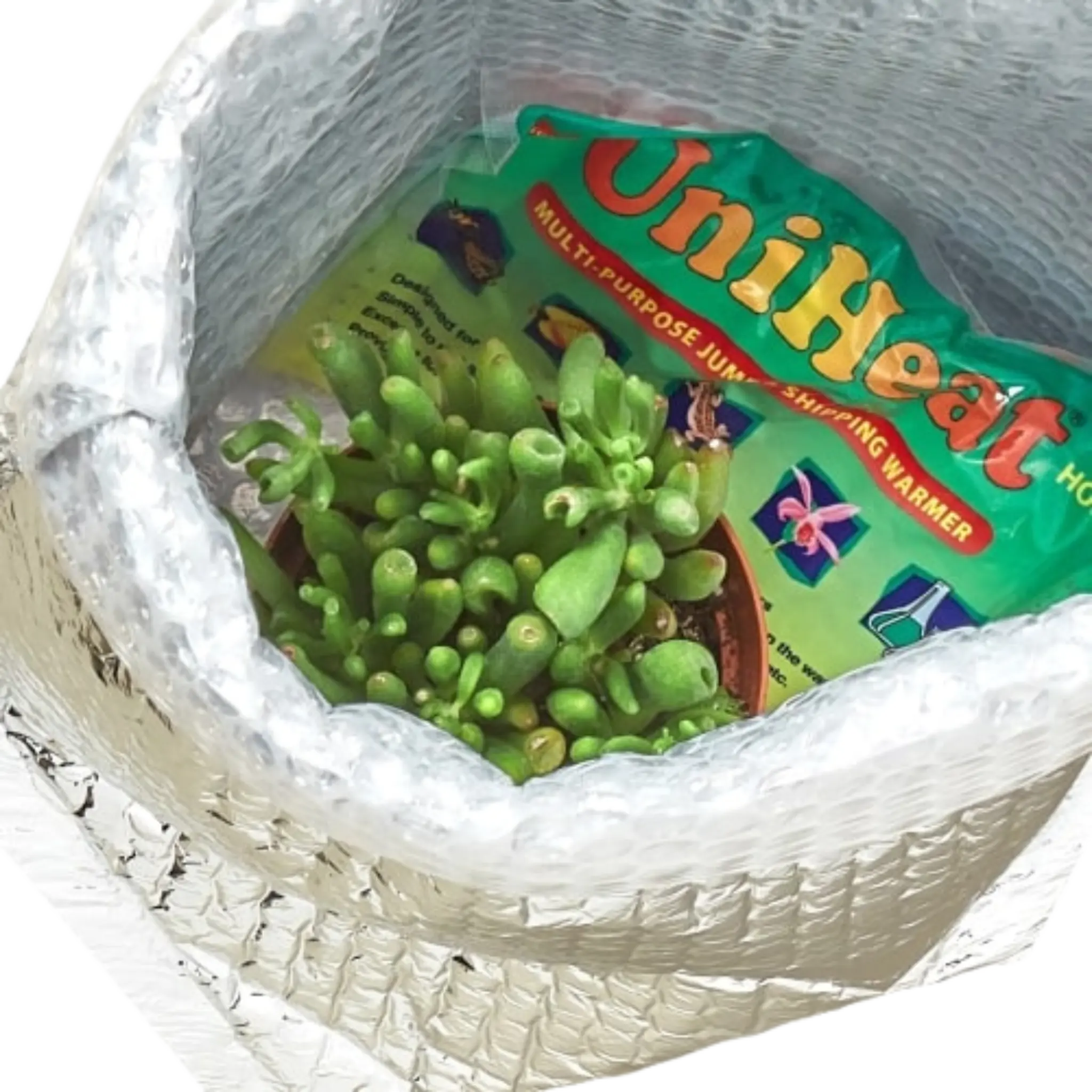 Winter Plant Shipping Protection - Hive Plants -