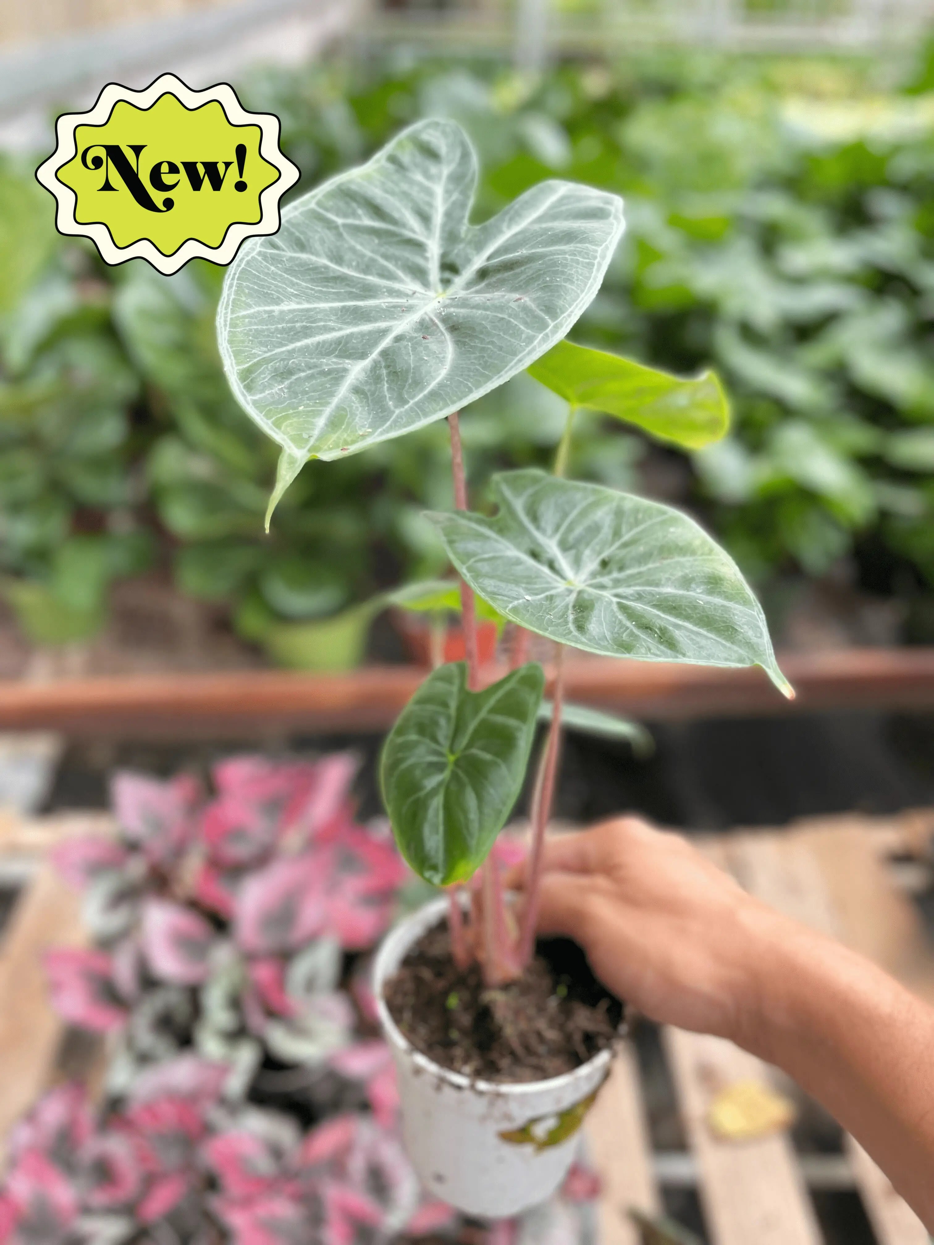 Alocasia Ivory Coast - Hive Plants - Indoor & Outdoor Plants