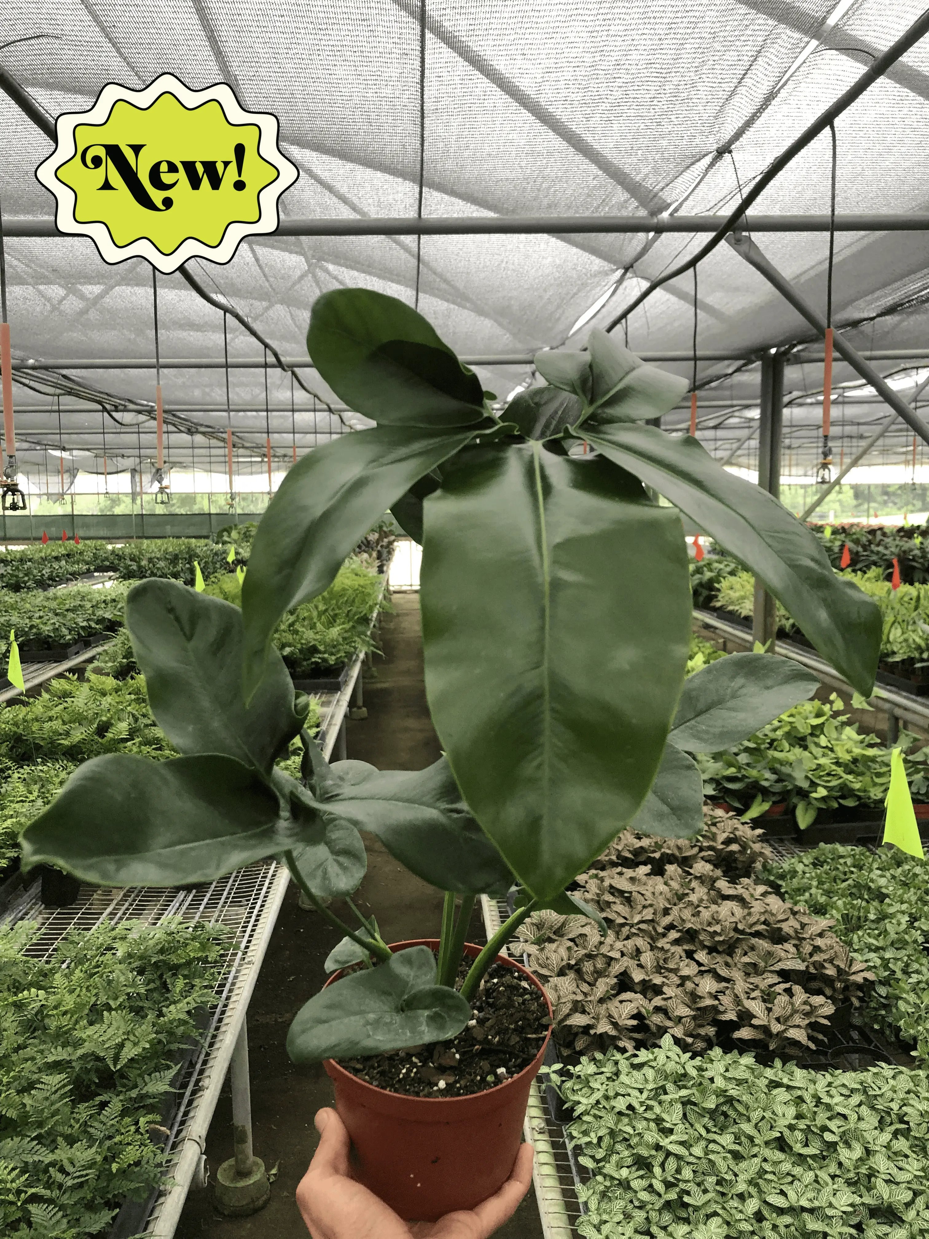 philodendron goeldii x williamsii Philodendron 'Goeldii' - Hive Plants – The White Oak Collection