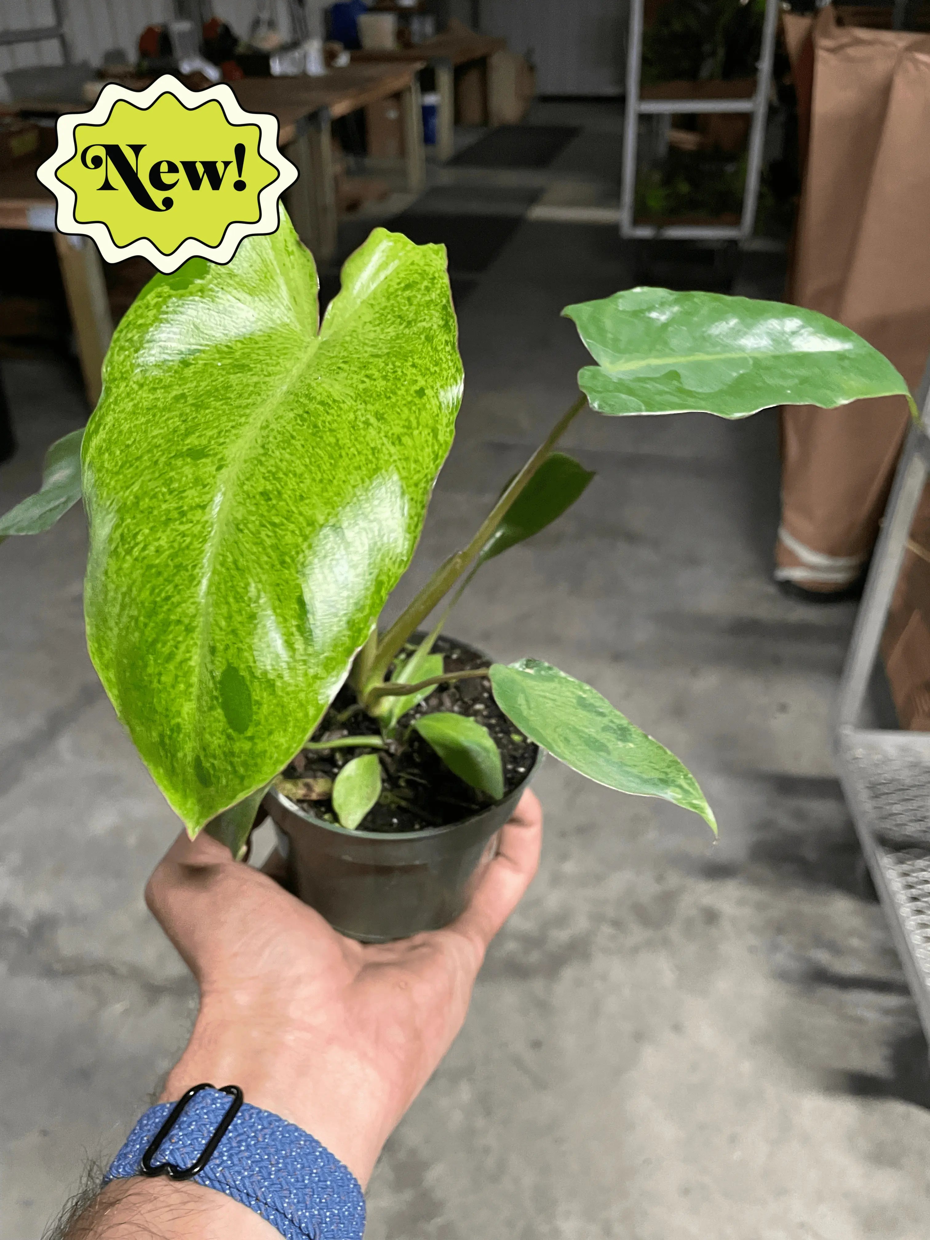 Philodendron &