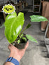 Philodendron &