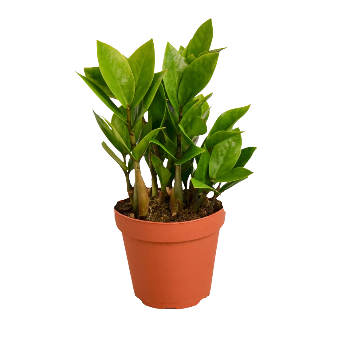 Zamioculcas Zamiifolia &