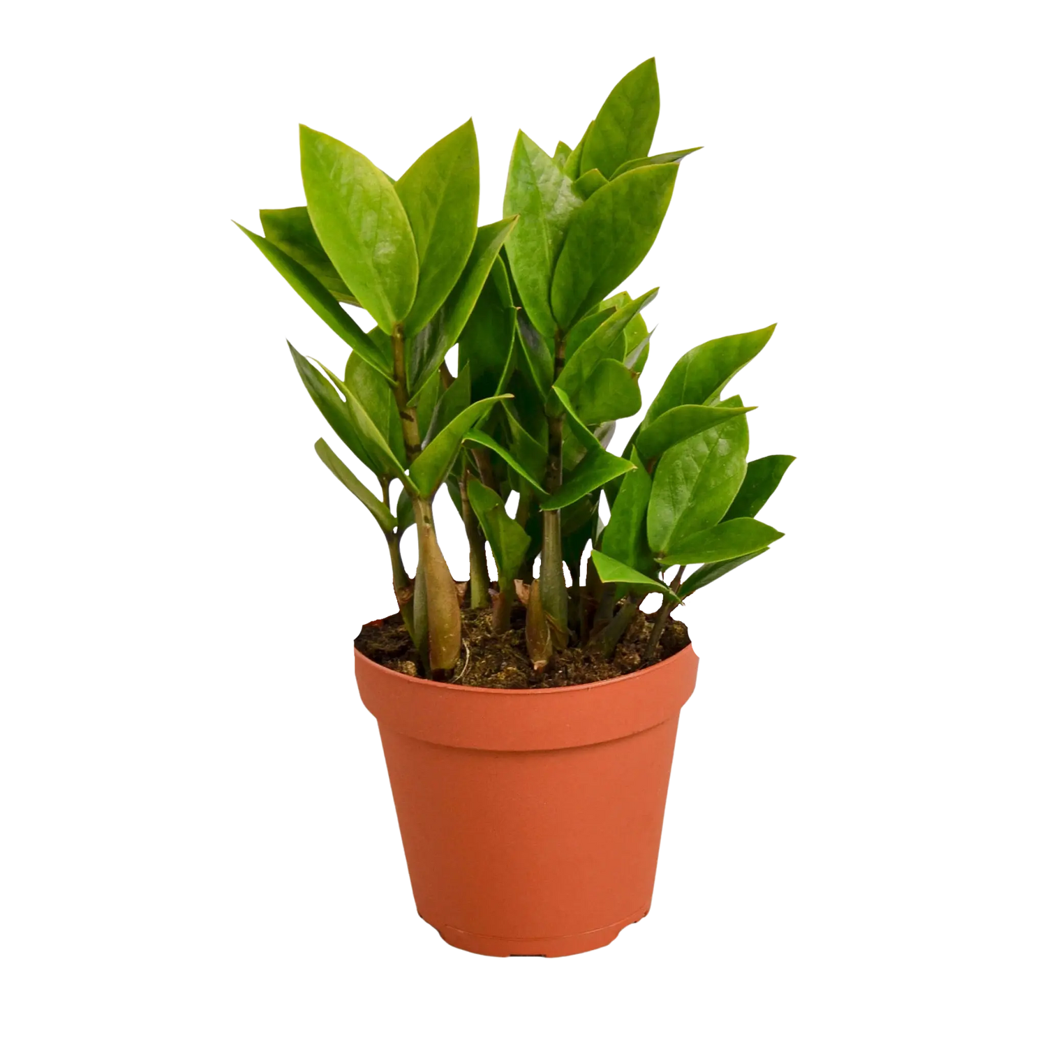 Zamioculcas Zamiifolia &