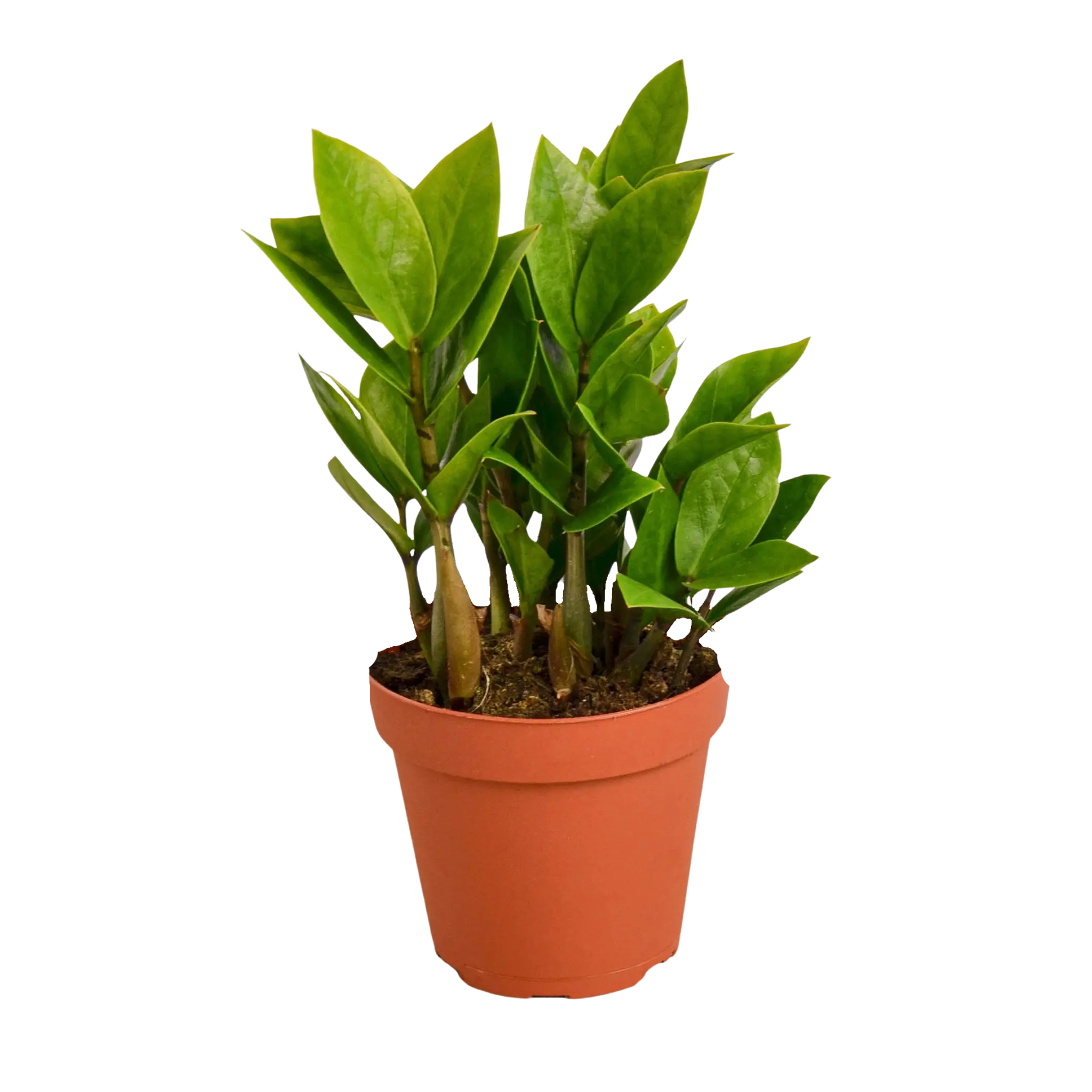 Zamioculcas Zamiifolia &
