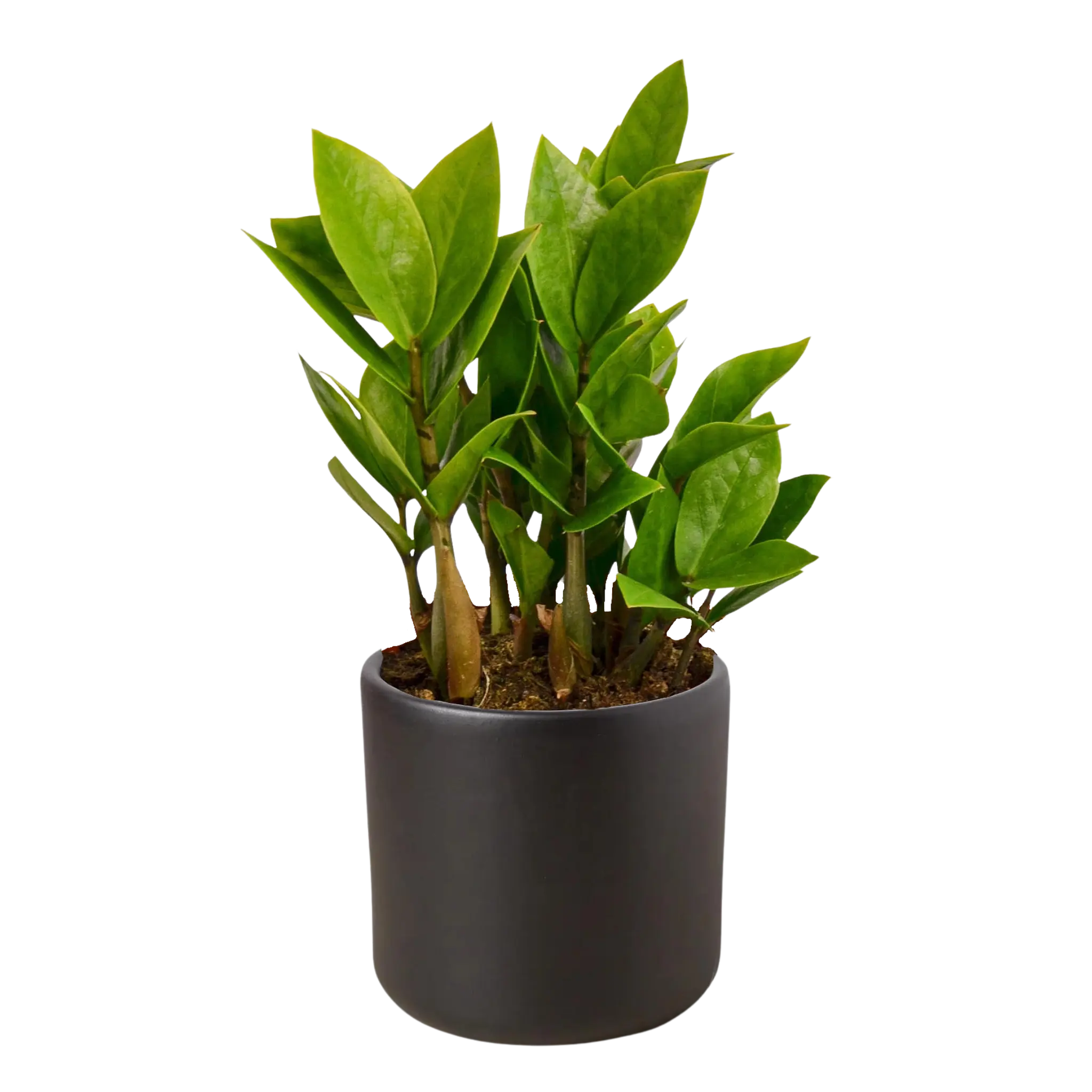 Zamioculcas Zamiifolia &
