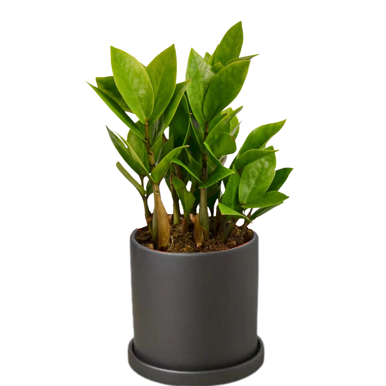 Zamioculcas Zamiifolia &