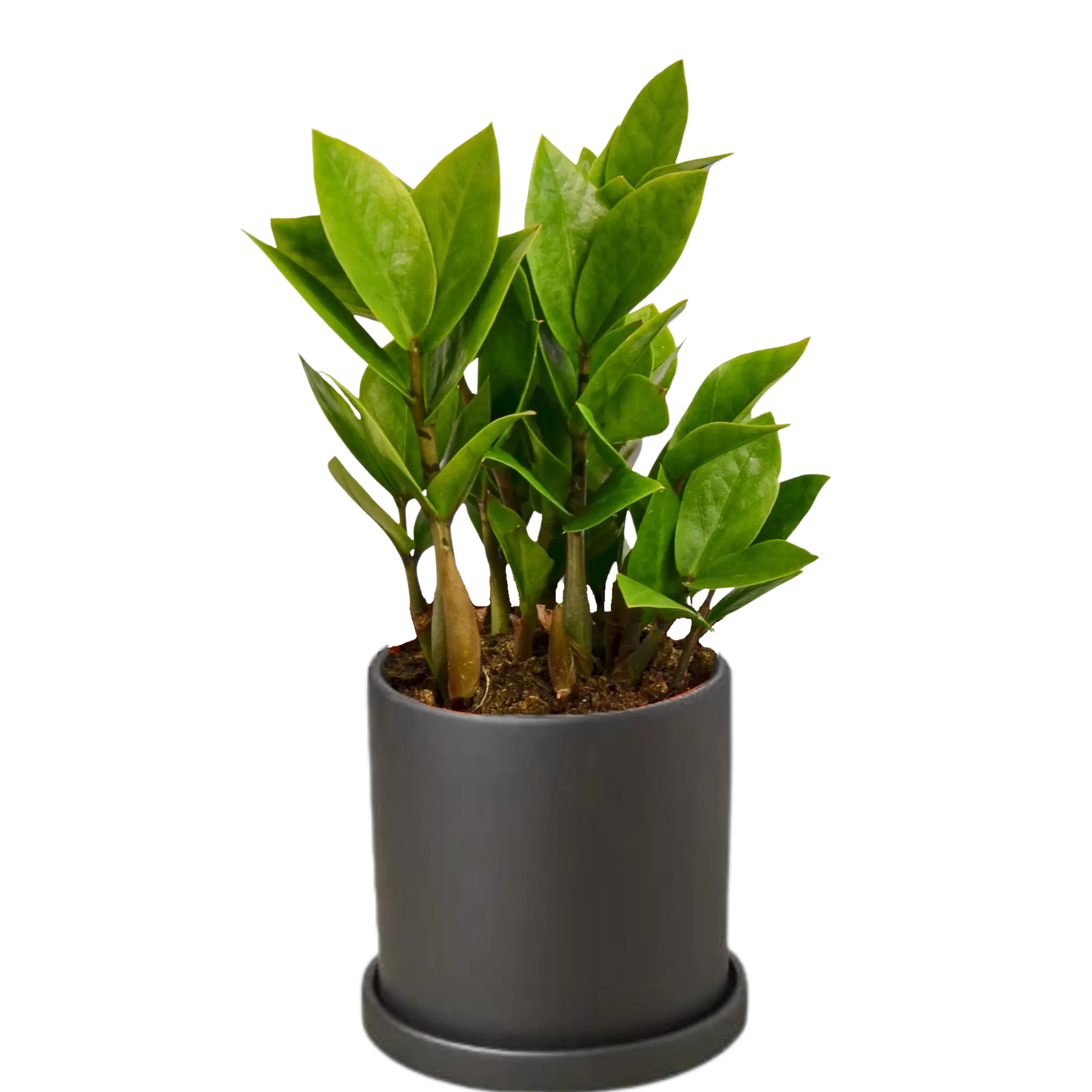 Zamioculcas Zamiifolia &