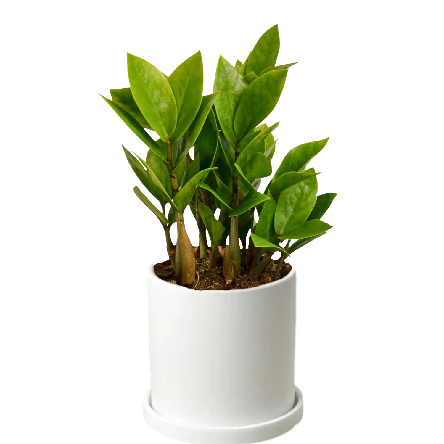 Zamioculcas Zamiifolia &