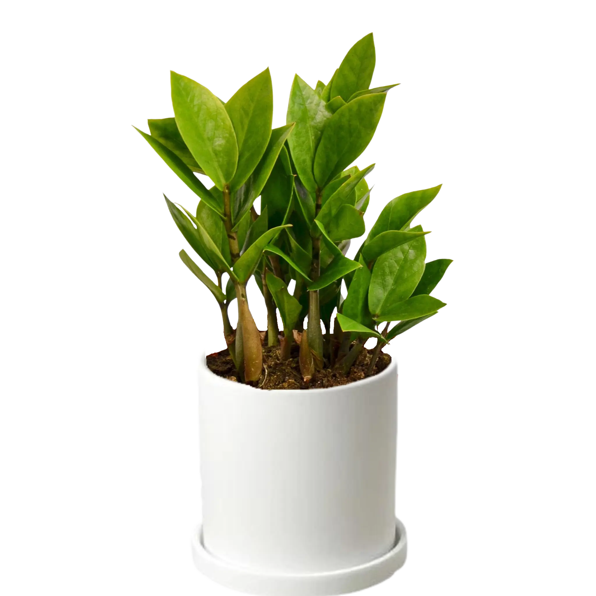 Zamioculcas Zamiifolia &
